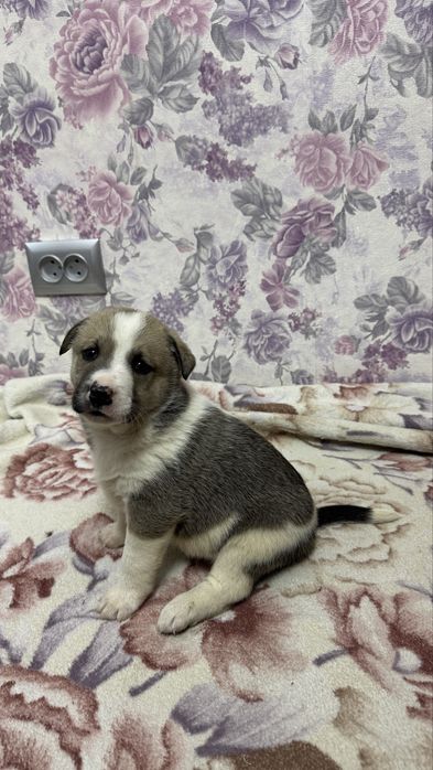 Пристраивается малышка - Зефирка , девочка.