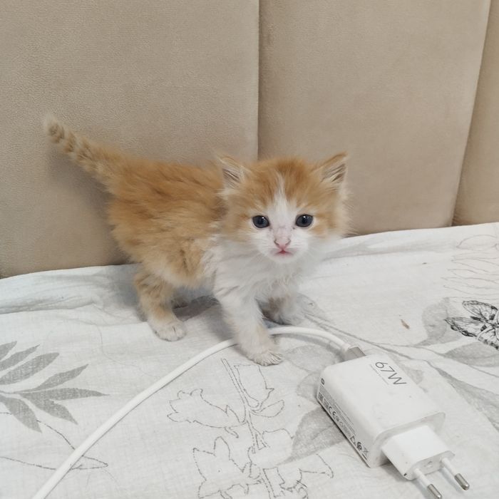 Отдам котенка срочно мальчик 1 месяц