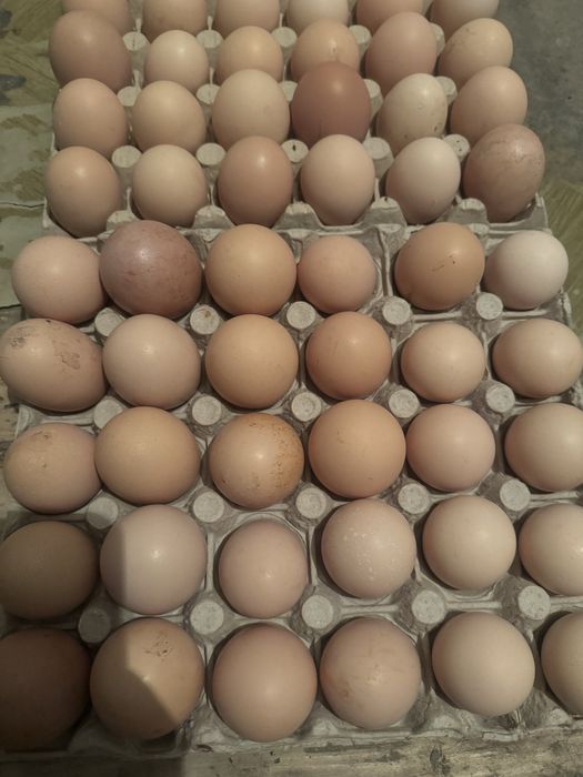 Vand oua gaini de casa