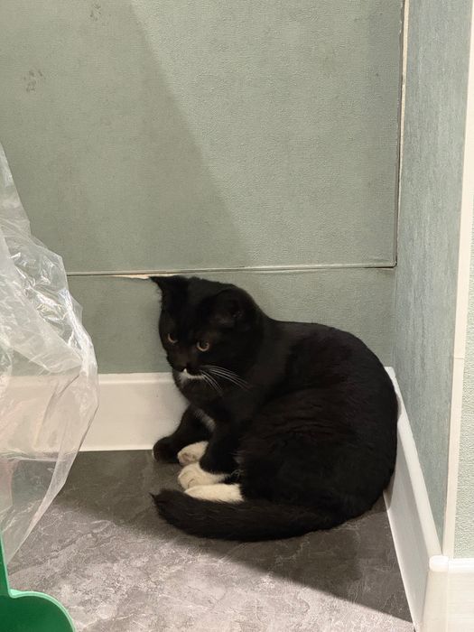 Кот, ~6 месяцев.