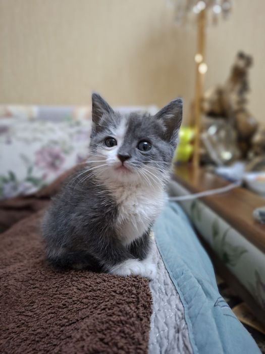 Котенок девочка  в добрые руки