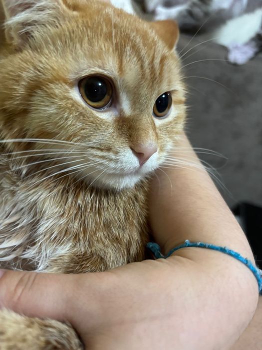 Отдам котенка в добрые руки