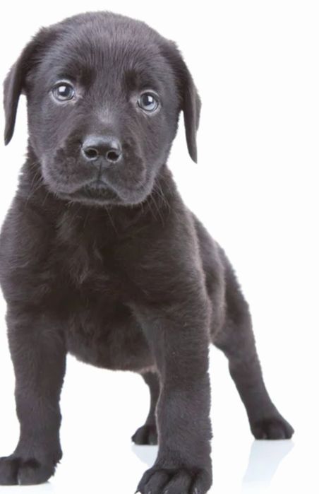 Продам щенков лабладора