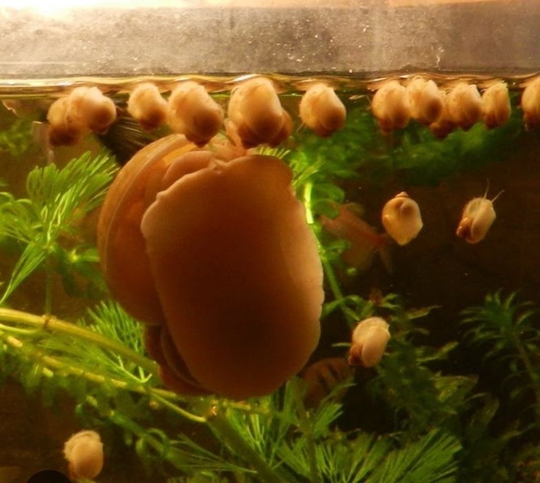 Ампулярия по 150т