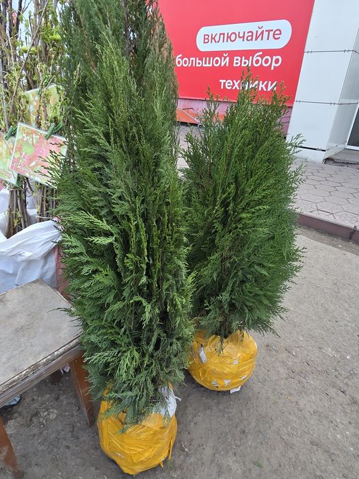 Рассада все виды.