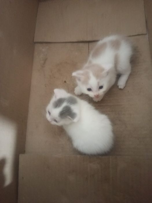 Отдам бесплатно котят