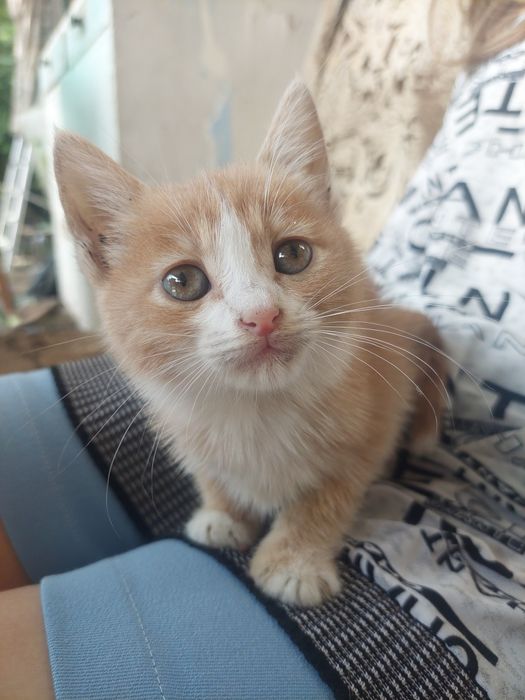 Отдам котят в хорошие руки