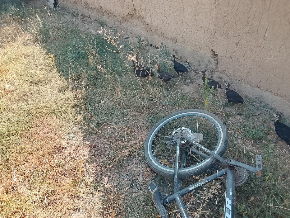 Продам продам продам
