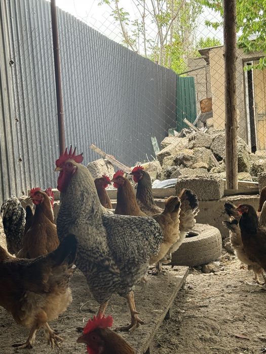 Продается петух доминант