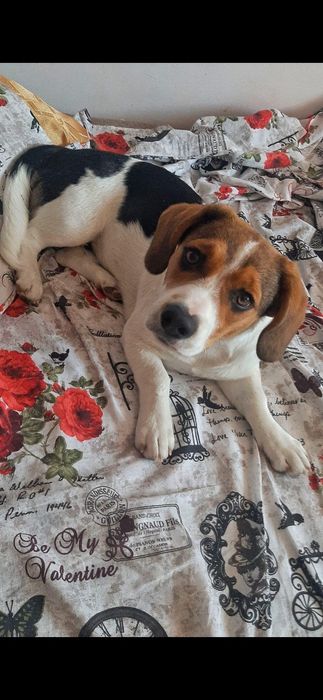 Ofer spre adopție 3 căței 1 fată și 2 băieți