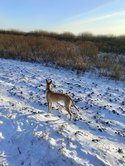 Продам суку Грейхаунд