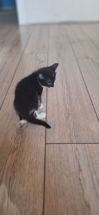 Бесплатно Отдам котят в добрые руки