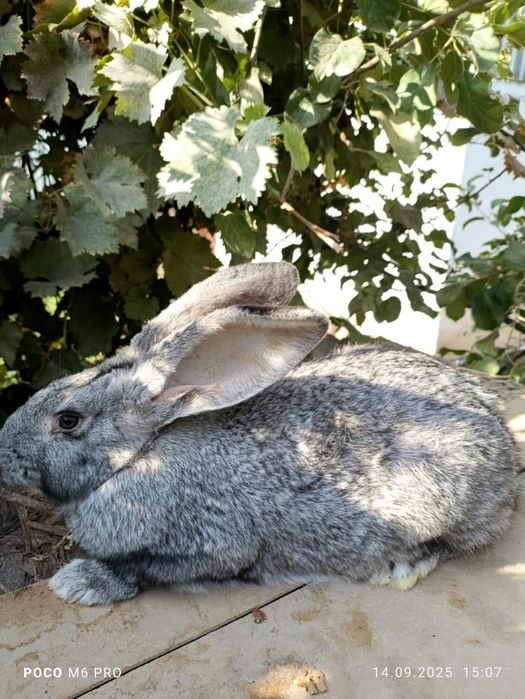 Кролики в продаже