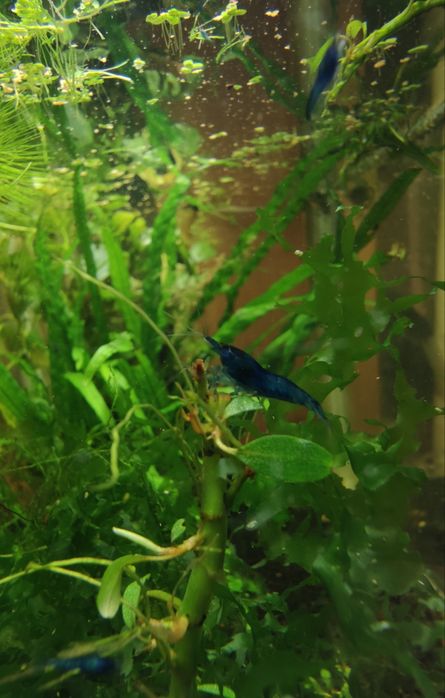 Креветка Blue Dream ( синяя мечта)