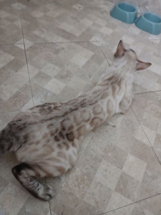 Бенгальская  кошка продам