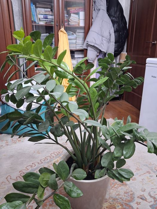 Комнатные цветы Доллар