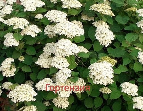 Продам дачу в хорошем состоянии.