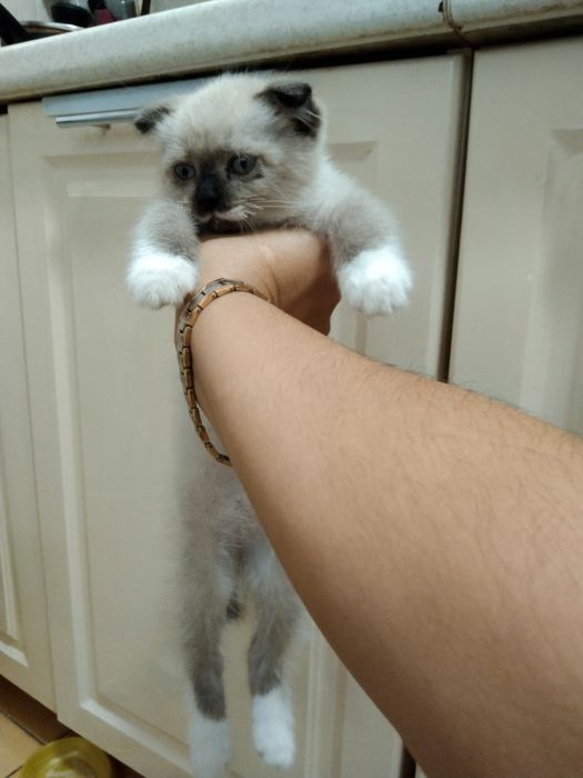 Отдам вислоухую красоточку