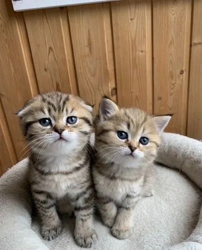 Прекрасные Котята