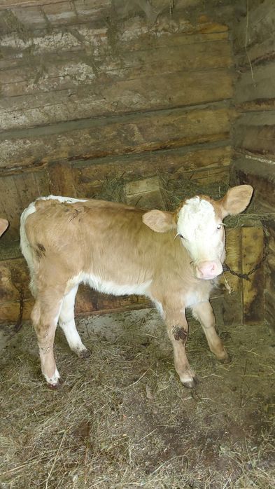 Vand vitea.        .