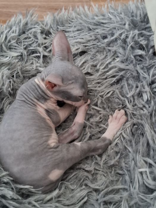 Канадские сфинксы  бронь