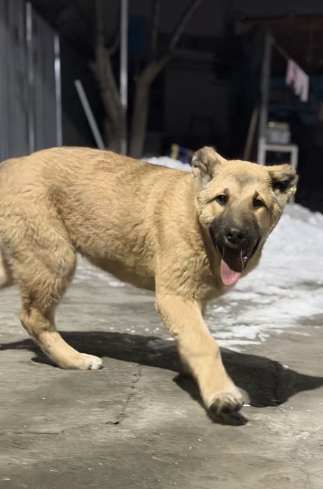 Чистокровный Алабай