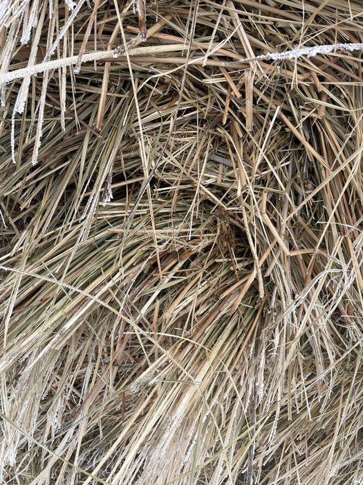 Сено (луговое) возможна доставка