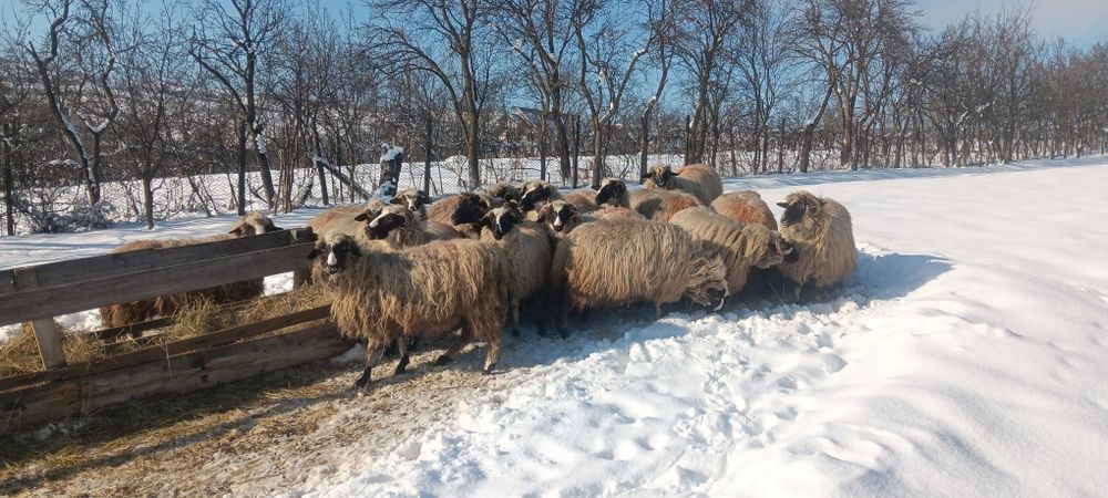 Oi tinere de vânzare.