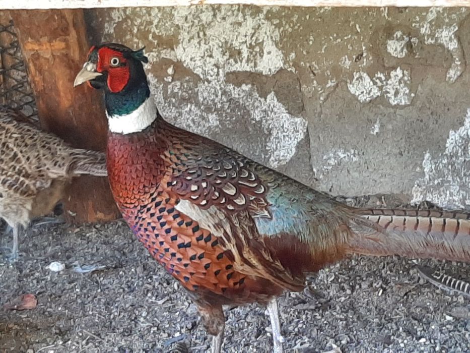 Фазан охотничий только петухи молодняк 7 штук