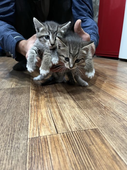 Котята в добрые руки !