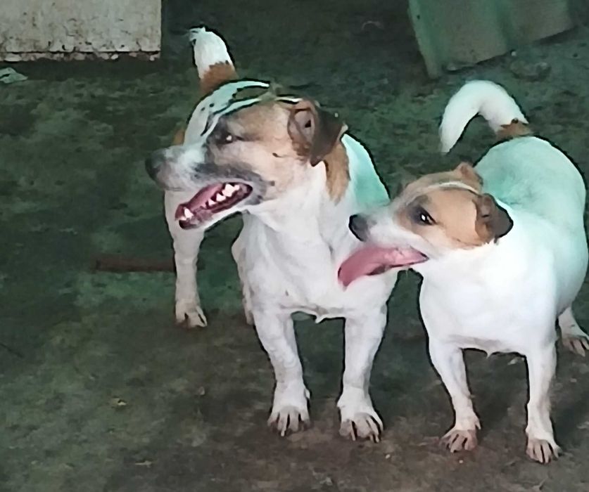 Джак ръсел! На три месеца!