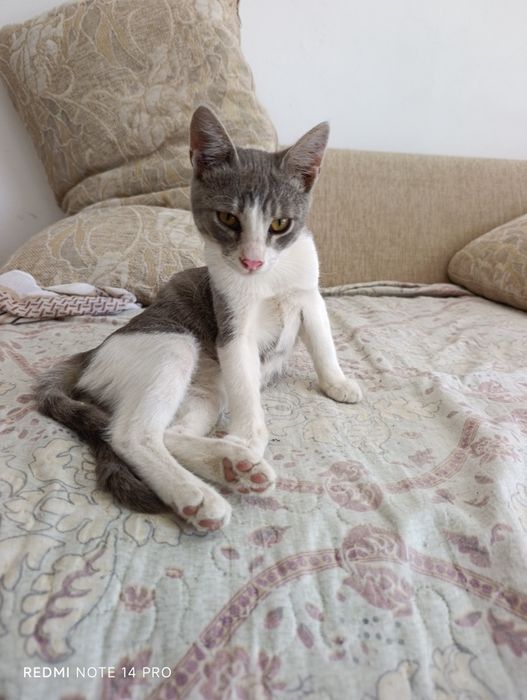 Котенок в добрые руки
