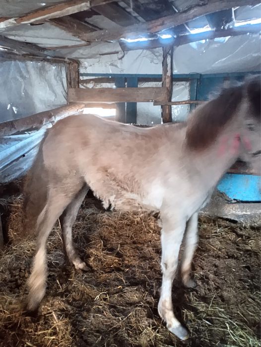 Продам кобылу и жеребчика