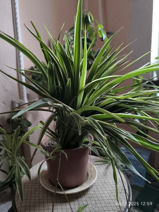 Домашние цветы  для очистки воздуха в комнате.