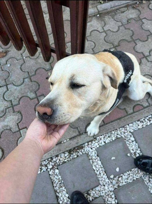 Lasa-ti animalutele in grija noastra si vei fi linistit.