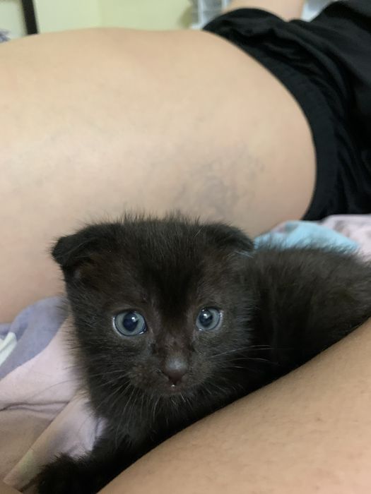 Вислоухая девочка