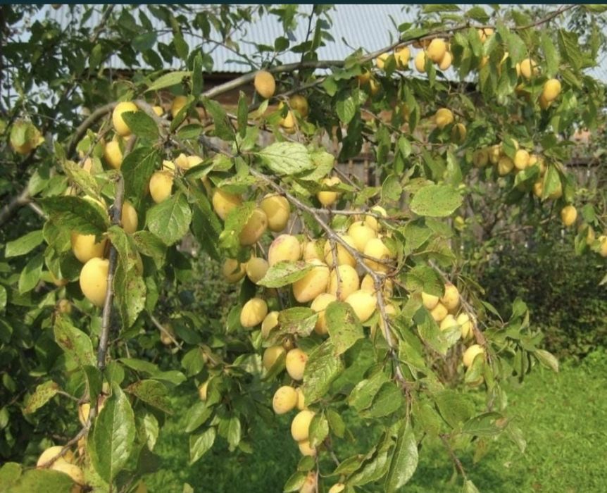 Яблони сливы Груши