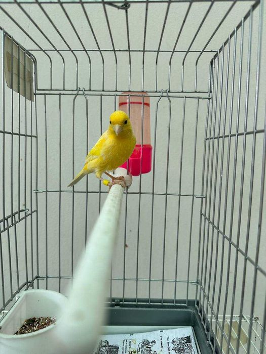 Канарейка нар с гарантией