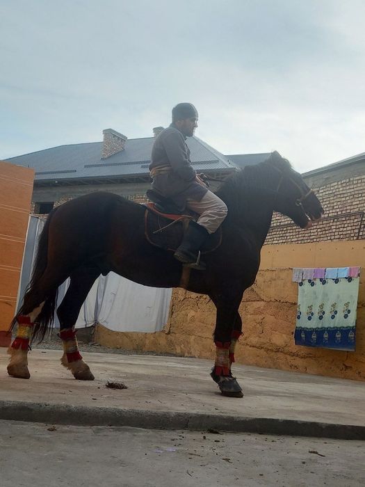 Zottor ot sotiladi insha alloh