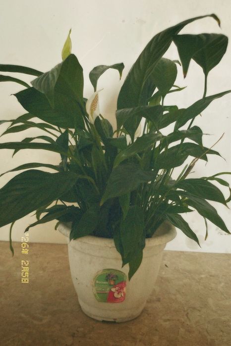 спатифиллум (женское счастье)