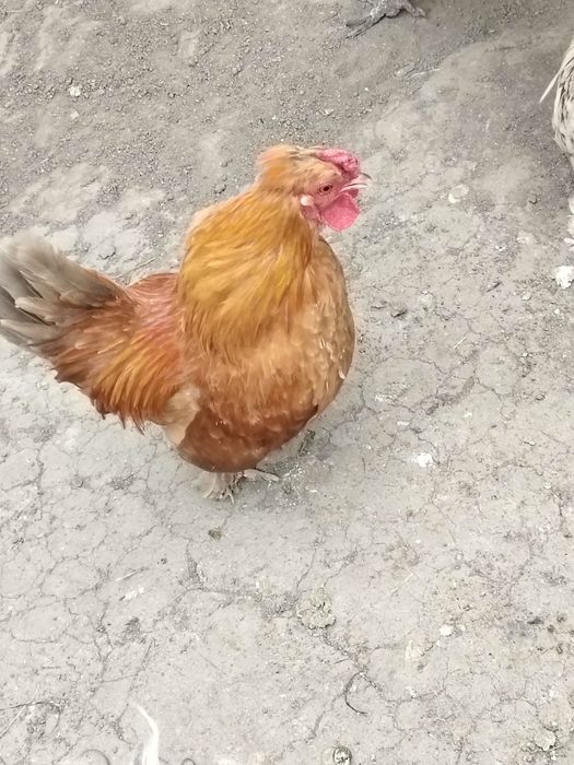 Vând cocoși piticii
