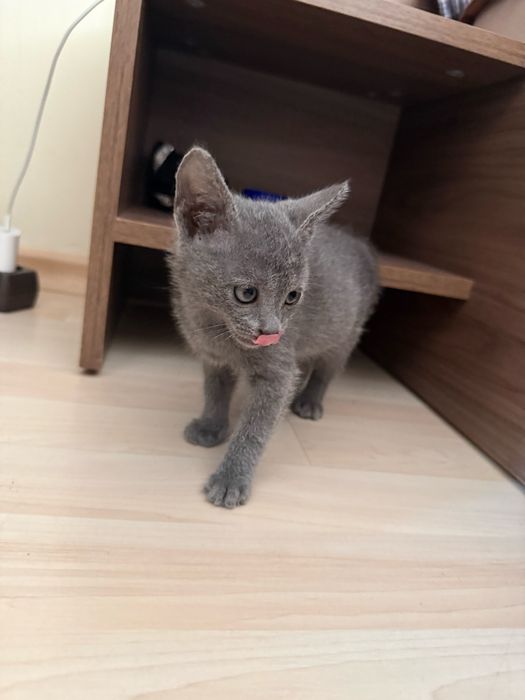 Руски сини котета