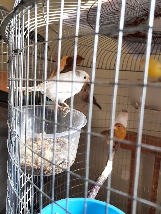 Ок,сарик,коричневый ва бошка рангдаги канарейкалар бор