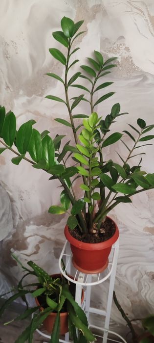 Продам недорого.