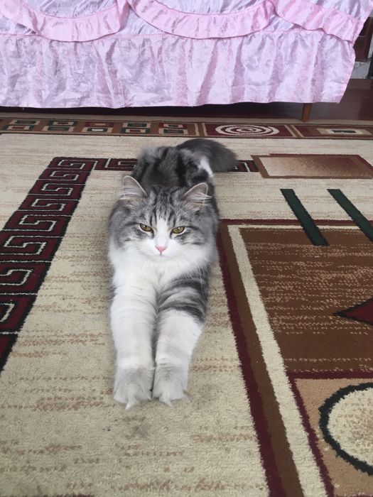 кот на вязку приглашает к себе невесту