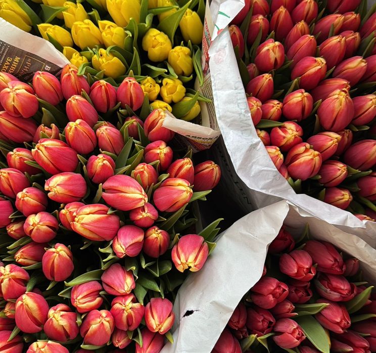Тюльпаны оптом и в розницу.