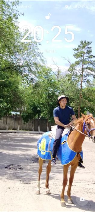 Құнан сатылады бағасы келісімді