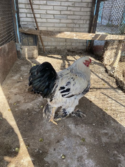 Брам годовалый петух продается