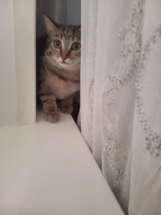 Отдам в добрые руки кошечку