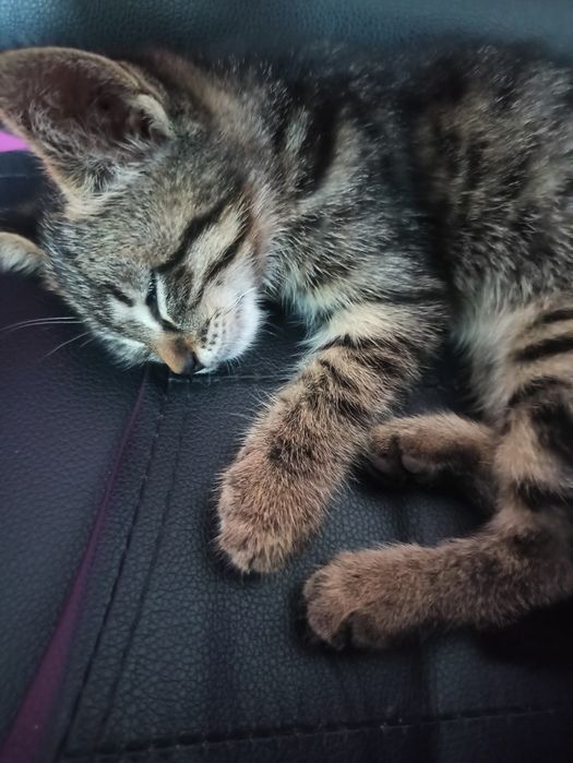 Котёнок в добрые руки
